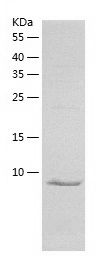 Recombinant Mouse CX3CL1