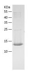 Recombinant Mouse DDT