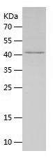 Recombinant Mouse EBI3