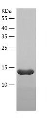 Recombinant Mouse GLP1R