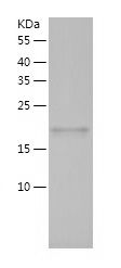    PPIH / Recombinant Human PPIH