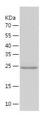    COX4NB / Recombinant Human COX4NB