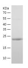    MED7 / Recombinant Human MED7