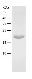    RCL / Recombinant Human RCL