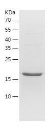    RGS10 / Recombinant Human RGS10