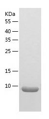    NDUFA2 / Recombinant Human NDUFA2