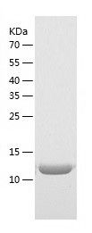    GATC / Recombinant Human GATC