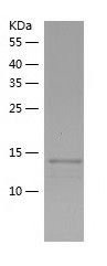    ENSA / Recombinant Human ENSA