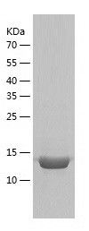    PDE6D / Recombinant Human PDE6D