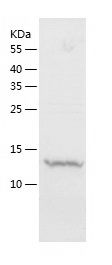 Recombinant Rat Sortilin