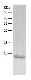    4E-BP3 / Recombinant Human 4E-BP3