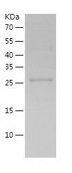    Rad1 / Recombinant Human Rad1