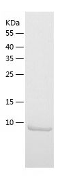    EIF1B / Recombinant Human EIF1B