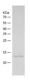    Secretory lectin ZG16 / Recombinant Human Secretory lectin ZG16