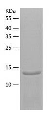    SH2D1A / Recombinant Human SH2D1A