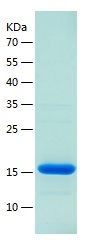    Brd4 / Recombinant Human Brd4