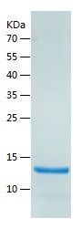    RAMP3 / Recombinant Human RAMP3