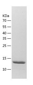    PPP1R11 / Recombinant Human PPP1R11