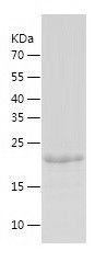    NOL3 / Recombinant Human NOL3