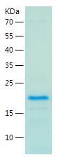 Recombinant Mouse Survivin