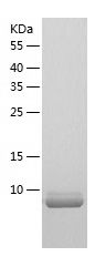 Recombinant Mouse MIP-3 beta