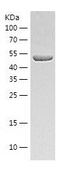 Recombinant Mouse UGDH