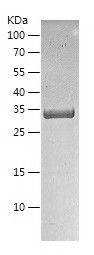    Heat Shock Factor 2 Binding / Recombinant Human Heat Shock Factor 2 Binding