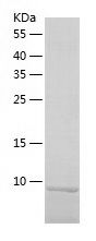    NDUFS6 / Recombinant Human NDUFS6