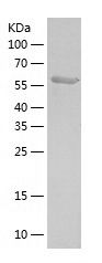    Deformed Epidermal Autoregulatory Factor 1 / Recombinant Human Deformed Epidermal Autoregulatory Factor 1