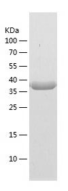    PECI / Recombinant Human PECI