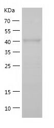    TADA3L / Recombinant Human TADA3L