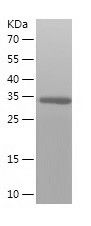    PACT PKR activating / Recombinant Human PACT PKR activating