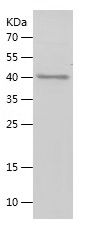    PGRPS / Recombinant Human PGRPS