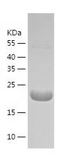    CREG1 / Recombinant Human CREG1