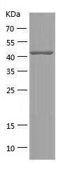    Paralemmin-1 / Recombinant Human Paralemmin-1