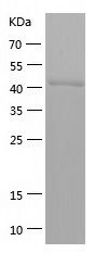    IDH1 / Recombinant Human IDH1