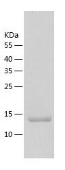    CDK2AP2 / Recombinant Human CDK2AP2