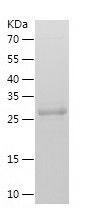    SCGN / Recombinant Human SCGN