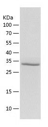    CIAO1 / Recombinant Human CIAO1