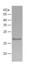    FGF18 / Recombinant Human FGF18