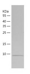    JTB / Recombinant Human JTB