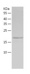 Recombinant Rat FGF18