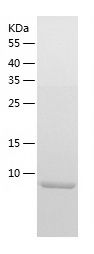 Recombinant Rat beta 2 Defensin