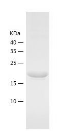 Recombinant Mouse CREG1