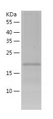 Recombinant Mouse Blooms SyndromeBlm