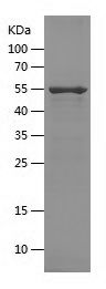 Recombinant Mouse Legumain