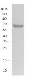    TOX4 / Recombinant Human TOX4