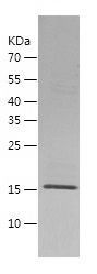    TEMT / Recombinant Human TEMT