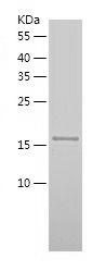    TL1A / Recombinant Human TL1A