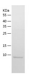    UBL3 / Recombinant Human UBL3